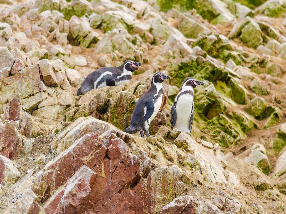 W cieniu Machu Picchu