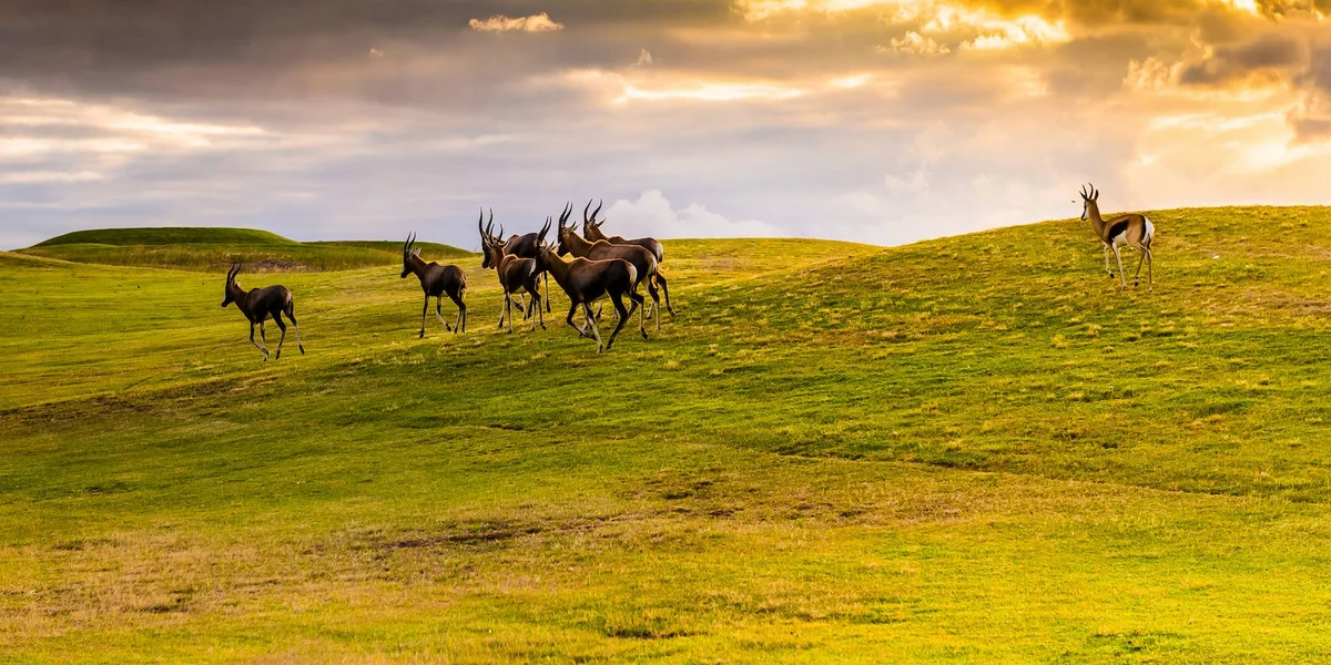 Południowoafrykańskie safari