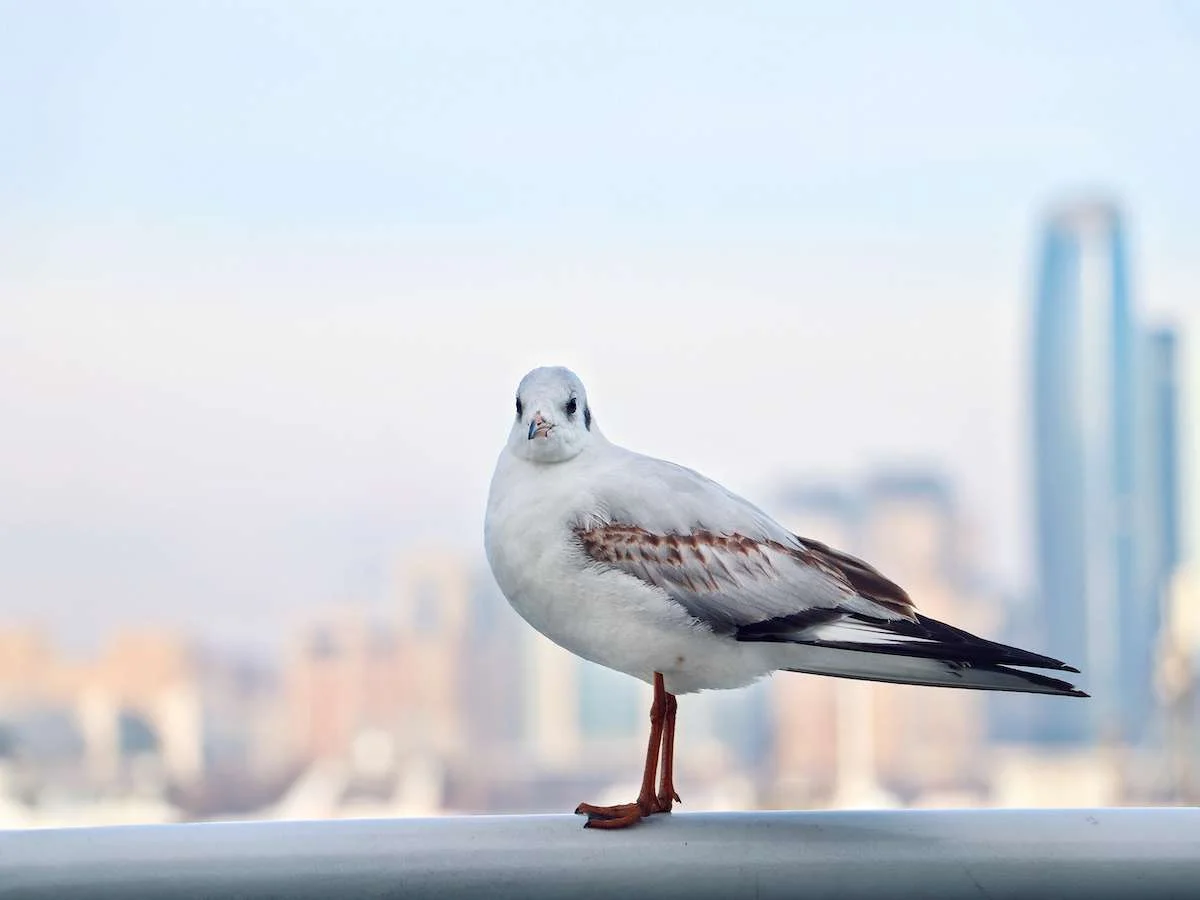 Perła pośród pól naftowych