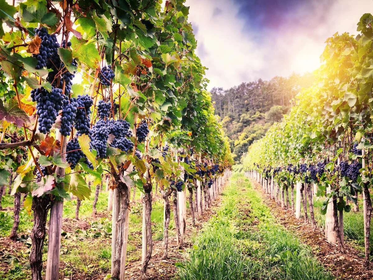 Prowansja i Lazurowe Wybrzeże