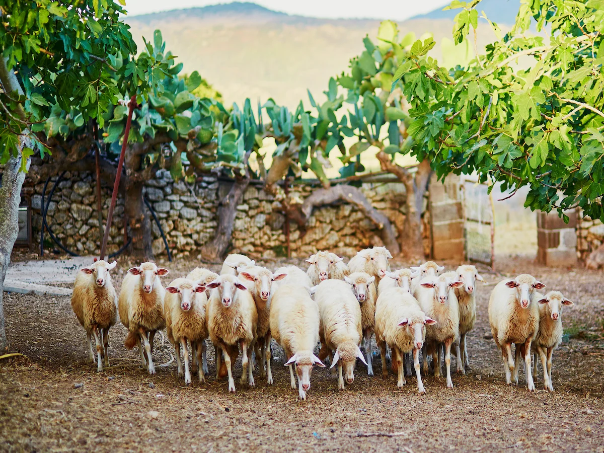 Szmaragdowe zatoki Sardynii