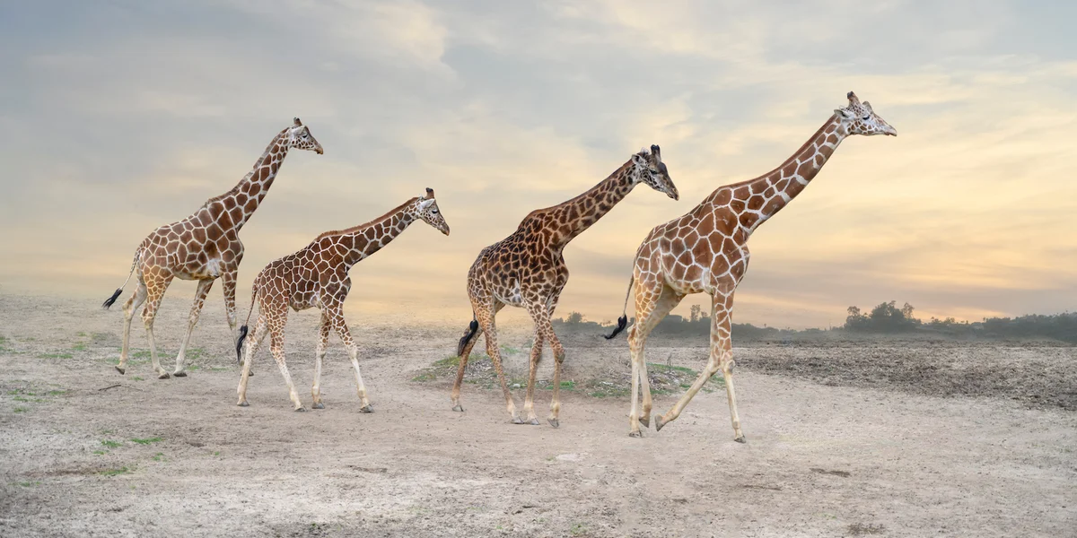 Z wizytą u Masajów