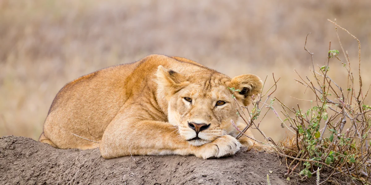 Przemierzając sawannę