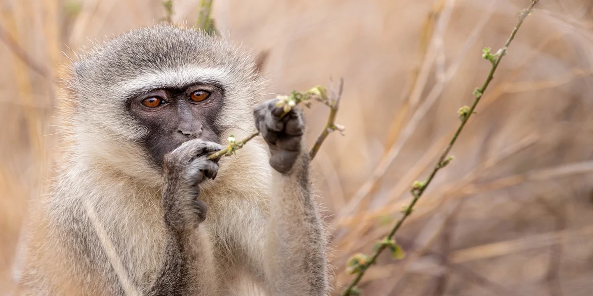 Przemierzając sawannę