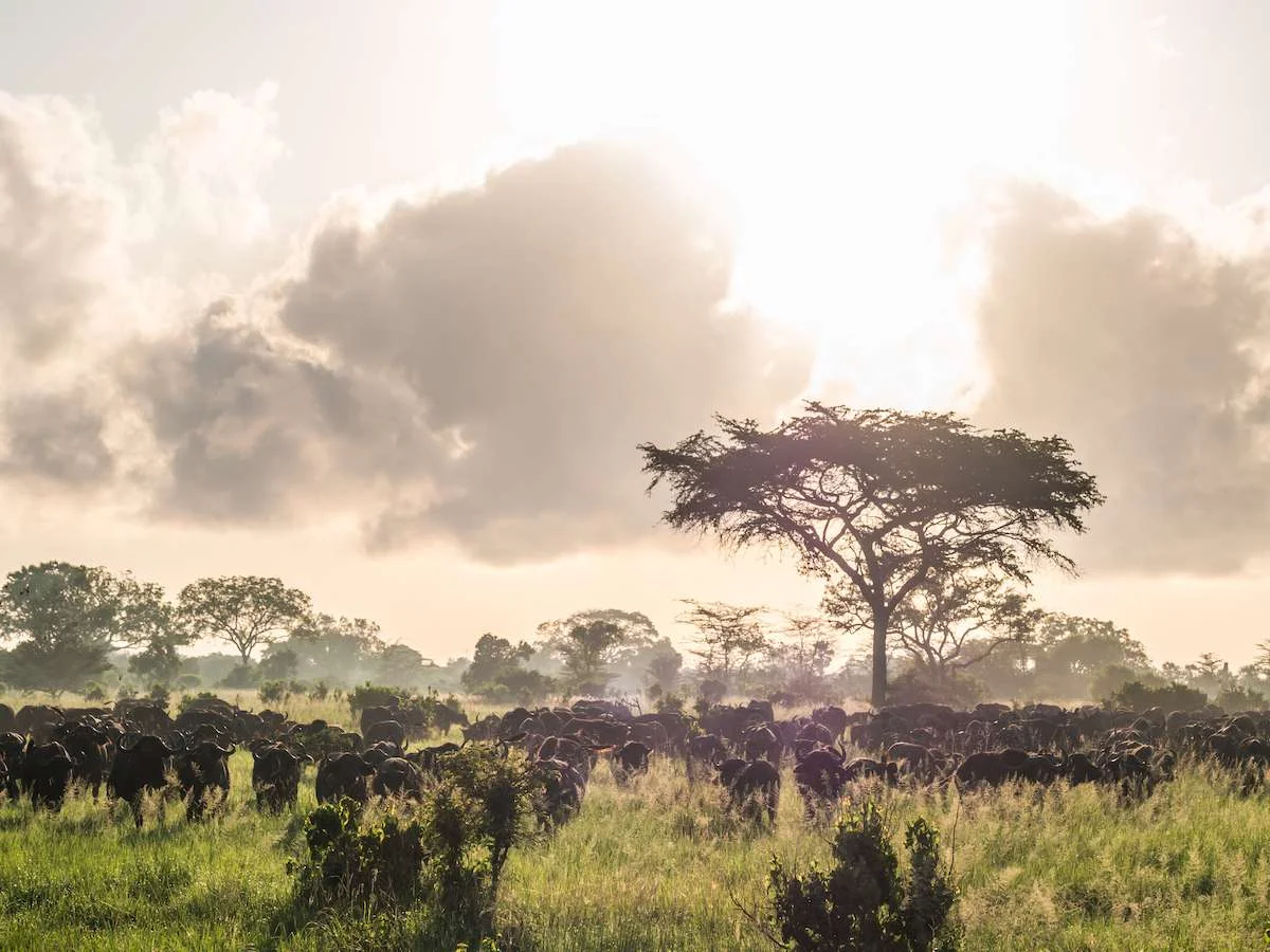 Przemierzając sawannę