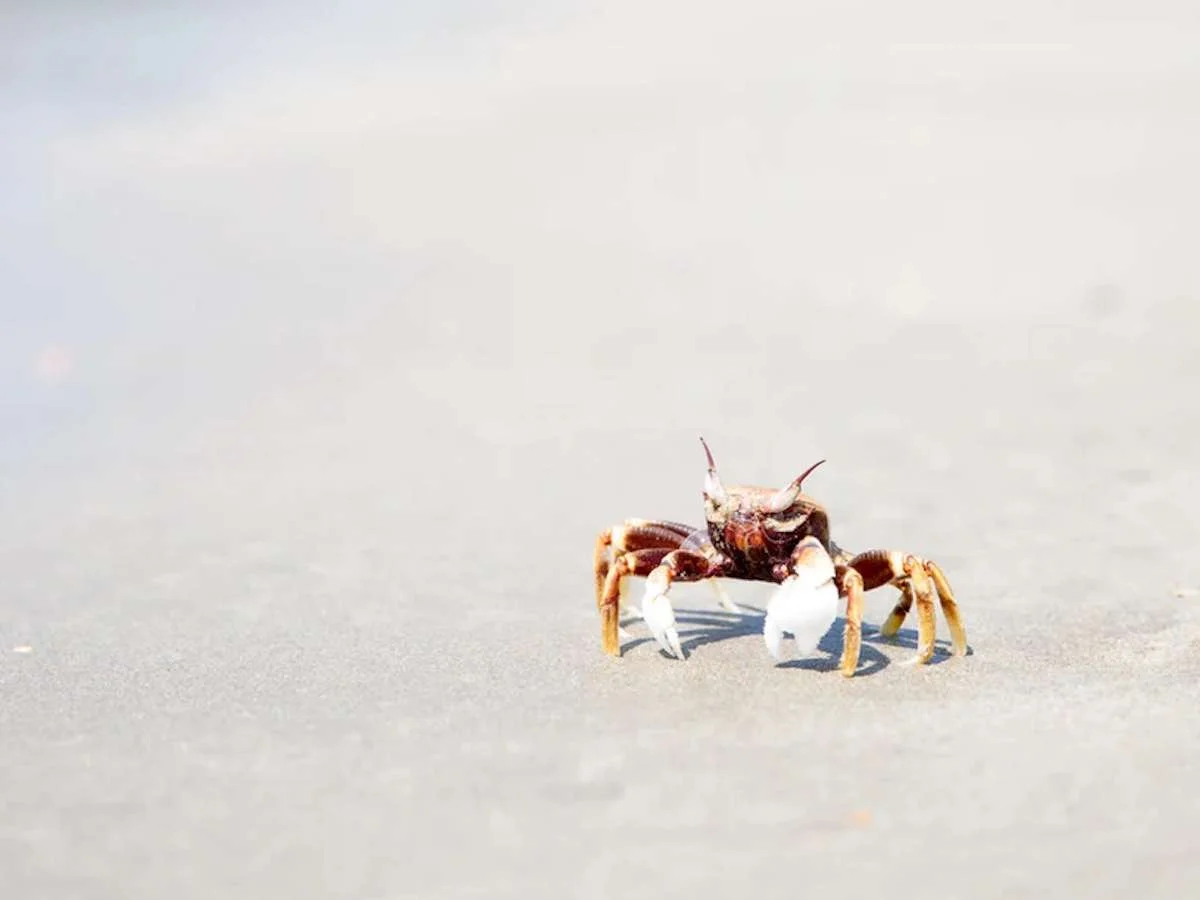 Wyspa przyprawami pachnąca