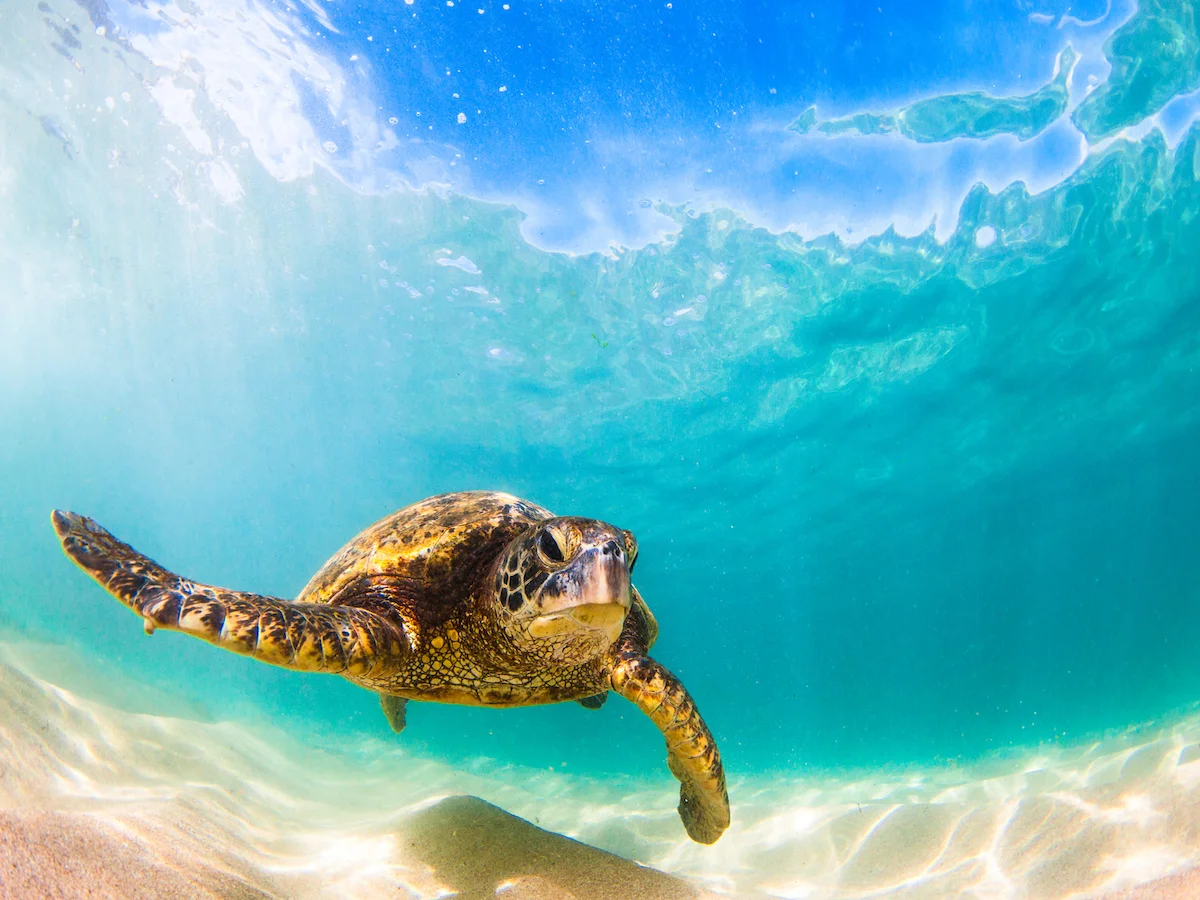 Słoneczne wyspy Oceanu Spokojnego