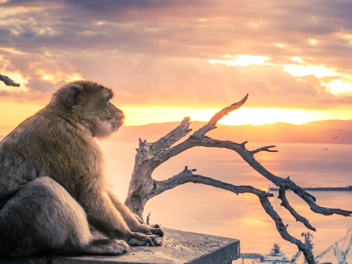 Hiszpania, Gibraltar i Maroko