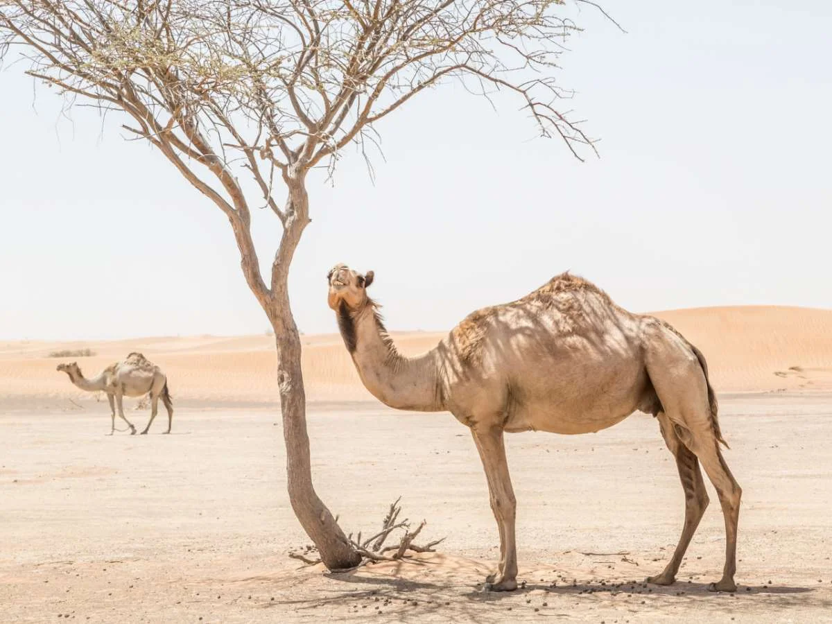 Rejs po Zatoce Perskiej