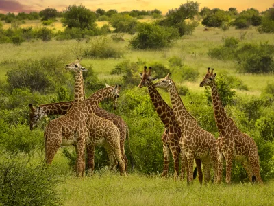 Safari w Sercu Afryki