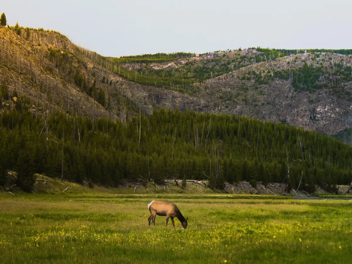 W krainie Yellowstone